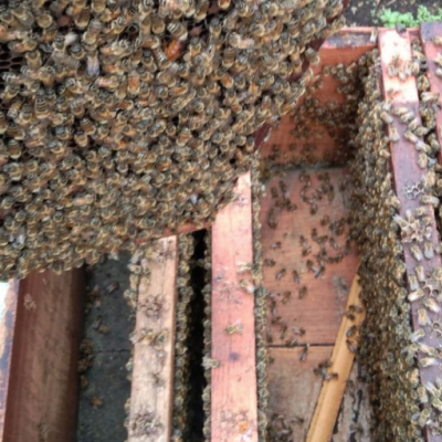 Cara Memulai Budidaya Lebah Madu yang Simpel