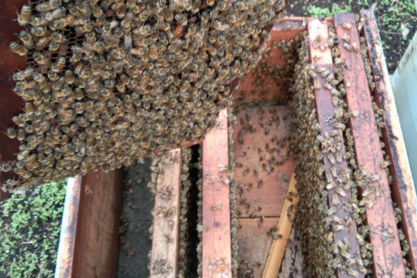 Cara Memulai Budidaya Lebah Madu yang Simpel