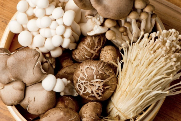 Sukses Cara Budidaya Jamur Tiram, Jamur Kuping dan Shiitake